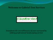 Tree cutting in Los Angeles, Tree Service in Sacramento