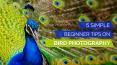 5 Simple Beginner Tips on Bird Photography PowerPoint PPT Presentation