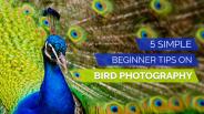 5 Simple Beginner Tips on Bird Photography