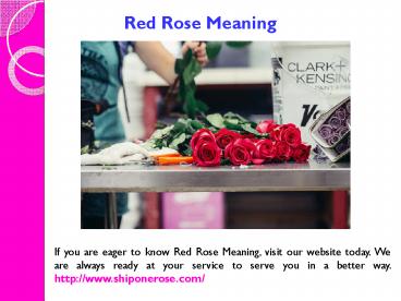 Send a Single Rose (1)