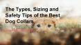 The Types, Sizing and Safety Tips of the Best Dog Collars PowerPoint PPT Presentation