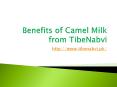 Benefits of Camel Milk from TibeNabvi PowerPoint PPT Presentation