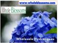 Wholesale Hydrangeas - Whole Blossoms PowerPoint PPT Presentation