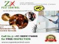 Get 20% Off Pest Control Noida and NCR Services