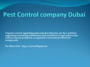 Pest Control company Dubai