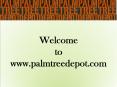 Consider Palm Tree For Landscaping PowerPoint PPT Presentation