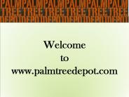 Consider Palm Tree For Landscaping