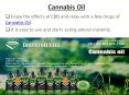 Cannabis Oil PowerPoint PPT Presentation
