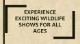 Experience Exciting Wildlife Shows for All Ages PowerPoint PPT Presentation