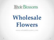 Wholesale Flowers - Whole Blossoms (2)