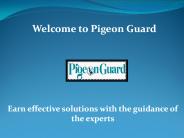 Commercial bird control services