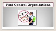Best Pest Control Organizations in Sydney