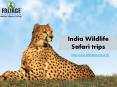 India Wildlife Safari trips PowerPoint PPT Presentation