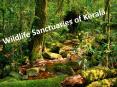 Wildlife Sanctuaries of Kerala PowerPoint PPT Presentation