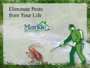 Eliminate Pests from Your Life