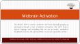 Midbrain Activation for Adult PowerPoint PPT Presentation