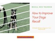 How to Improve Your Dogs Recall