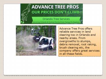 Orlando Tree Removal Cost (1)