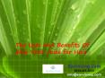 A Presentation of the Uses and Benefits Of Aloe Vera Juice for Hair PowerPoint PPT Presentation