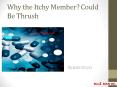 Why the Itchy Member? Could Be Thrush PowerPoint PPT Presentation