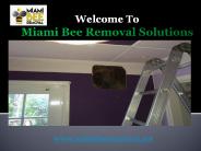 Miami Bee Removal