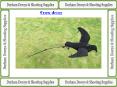 Flying Crow Decoy PowerPoint PPT Presentation