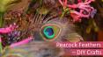 Peacock Feathers - DIY Crafts PowerPoint PPT Presentation