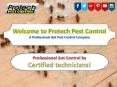 A Professional Ant Pest Control Company PowerPoint PPT Presentation