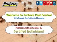 A Professional Ant Pest Control Company