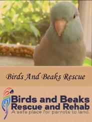 Birds And Beaks Rescue