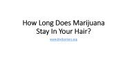 How Long Does Marijuana Stay In Your Hair?