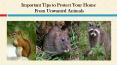 Important Tips to Protect Your Home From Unwanted Animals PowerPoint PPT Presentation