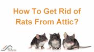 Get Rid of Rats From Your Home Attic