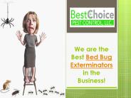 Choosing the best Mouse Pest Control!