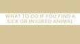 What to Do if You Find a Sick or Injured Animal PowerPoint PPT Presentation