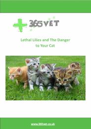 Lethal Lilies and the Danger to your Cat