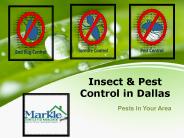 Insect & Pest Control in Dallas