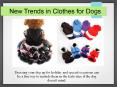 New Trends in Clothes for Dogs PowerPoint PPT Presentation