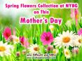 Spring Flowers Collection at NYBG on This Mother's  Day PowerPoint PPT Presentation