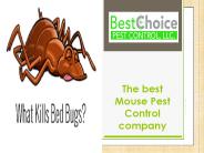 Best Bed Bug Exterminators in the Business!