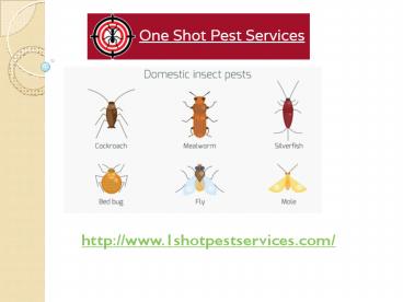 Pest Control Services in New York