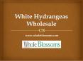 White Hydrangeas Wholesale - www.wholeblossoms.com PowerPoint PPT Presentation