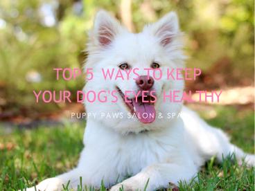 Top 5 Ways To Keep Your Dog's Eyes Healthy