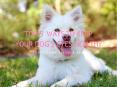 Top 5 Ways To Keep Your Dog's Eyes Healthy PowerPoint PPT Presentation