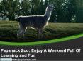 Papanack Zoo: Enjoy A Weekend Full Of Learning and Fun PowerPoint PPT Presentation