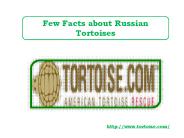 Few Facts about Russian Tortoises