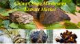 China Chaga Mushroom Extract Market PowerPoint PPT Presentation