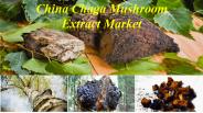 China Chaga Mushroom Extract Market