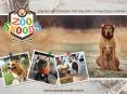 Zoo Snoods – Let Your Dog Play While Keeping Clean PowerPoint PPT Presentation