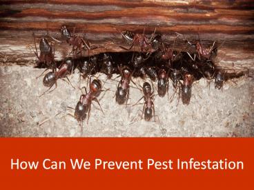 How Can we Prevent Pest Infestation